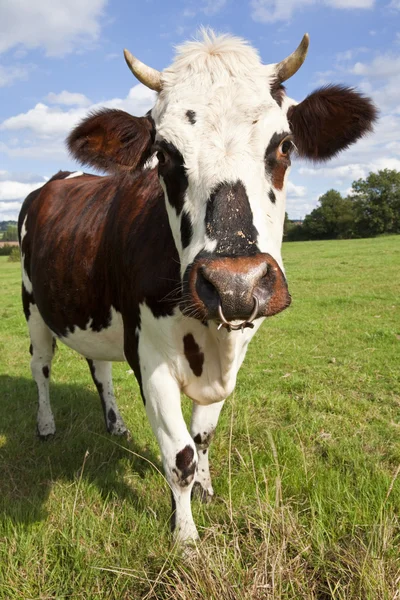 Normandy Cow — Stock Photo, Image