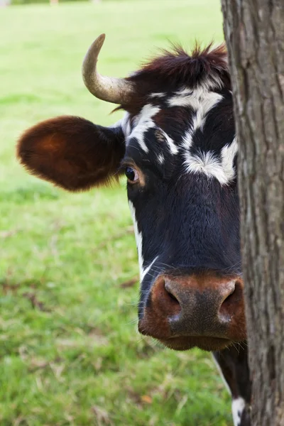 Normandie-Kuh schaut hinter einem Baum hervor — Stockfoto