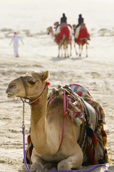 Velbloudi v arabské poušti — Stock fotografie