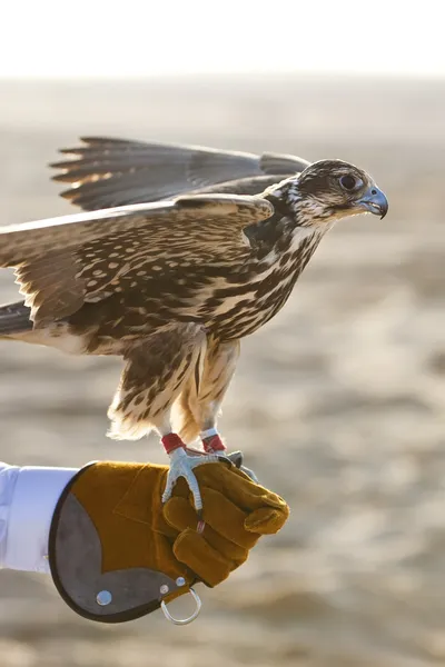 Şahin falconer üzerinde — Stok fotoğraf