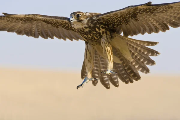 Falcon in vlucht — Stockfoto