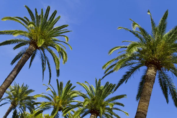 Palmiers tropicaux paradisiaques — Photo