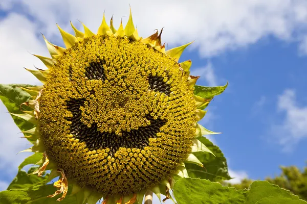 Girassol sorridente — Fotografia de Stock