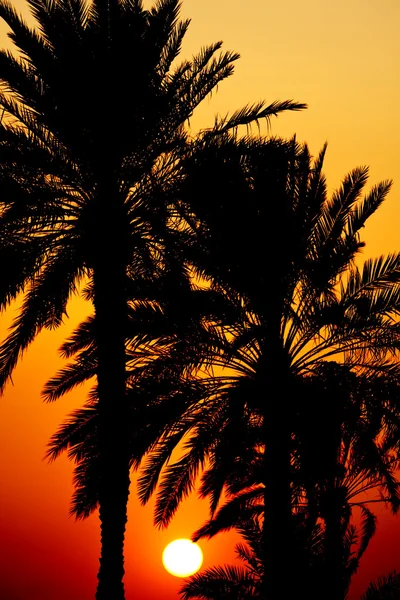 夕阳背后的棕榈树 — 图库照片