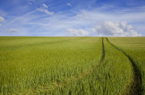 Grünes Feld blauer Himmel — Stockfoto