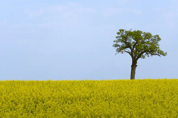 Весеннее поле — стоковое фото