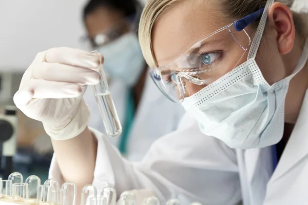 Equipo de investigación científica femenina con una solución clara en el laboratorio Imágenes de stock libres de derechos