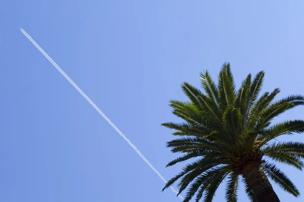 热带度假棕榈树 & 飞机 — 图库照片