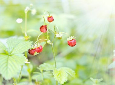 aardbeien in de zon.