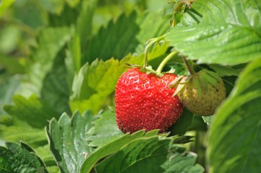 Strawberry bush clipart
