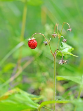 Strawberries clipart