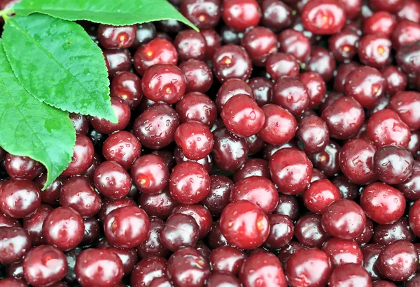 Cherry selection — Stock Photo, Image