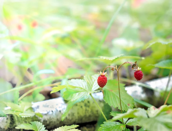 草莓在阳光下. — 图库照片