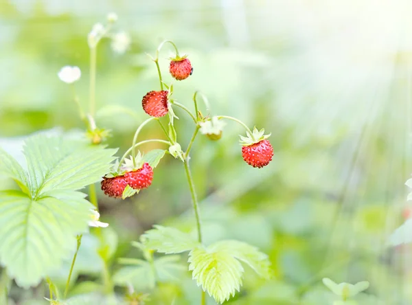 Aardbeien in de zon. — Stok fotoğraf