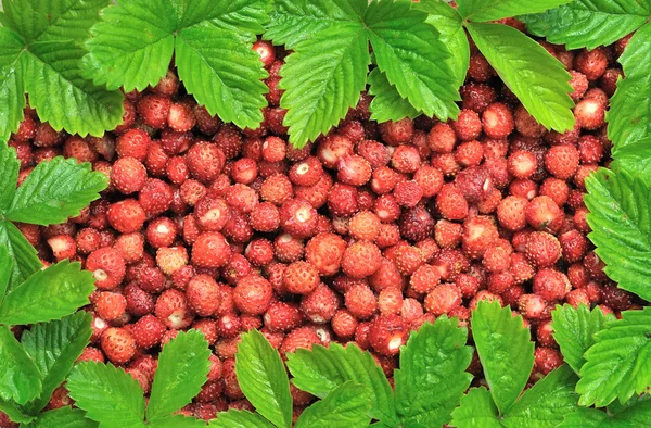 Strawberries and frame made of leaves — Stock Photo, Image