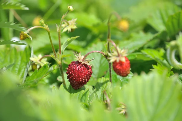 Strawberry bush — Stock Photo, Image
