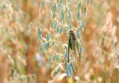 Locusts in the field clipart