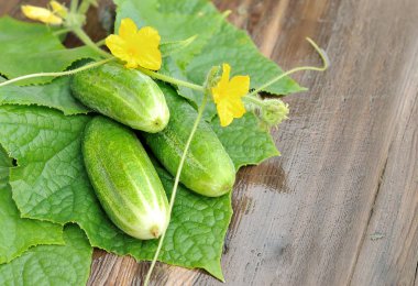 Salatalıklar masada..