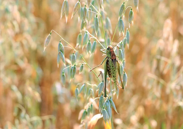 stock image Locusts in the field