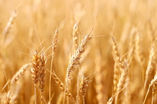 小麦. — 图库照片