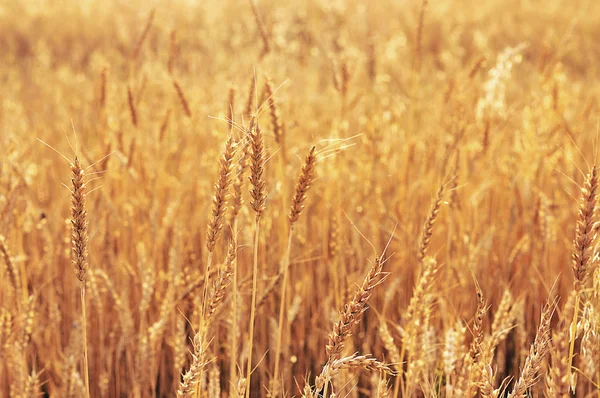 Пшениця . — стокове фото
