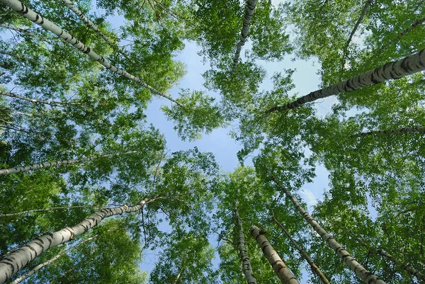 stock image Look up