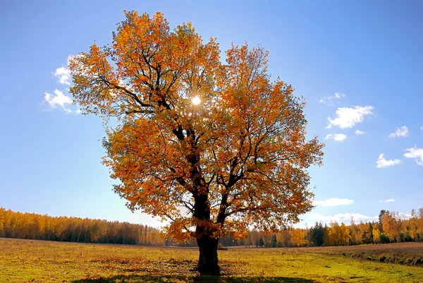 Solar tree — Stock Photo, Image