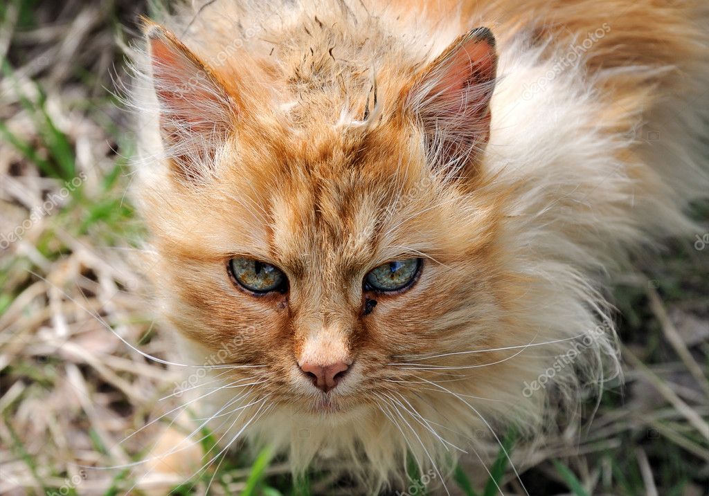 Old cat. — Stock Photo © ortodoxfoto #6348916