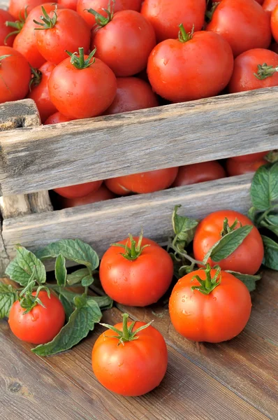 Los tomates en la caja —  Fotos de Stock