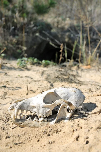 stock image The skull in the desert.