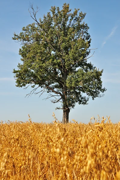 Одинокий дуб — стоковое фото
