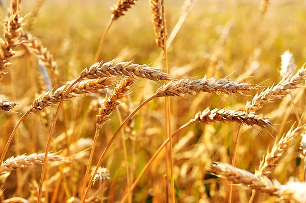 Primer plano del trigo — Foto de Stock