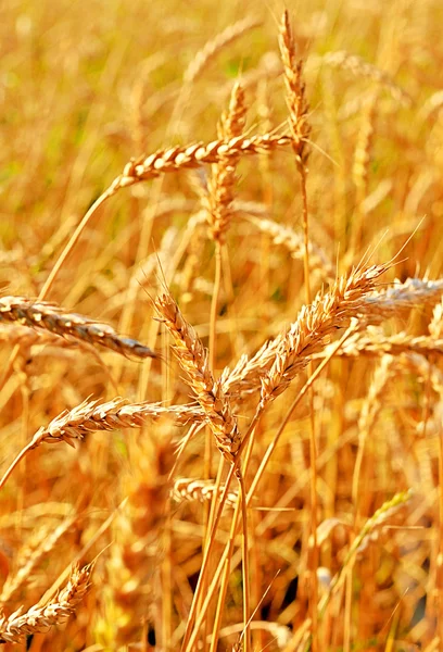Пшениця крупним планом . — стокове фото