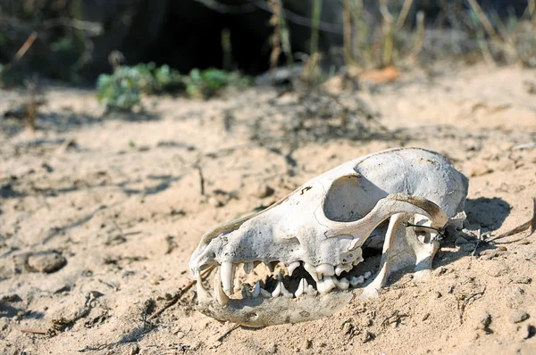 stock image The skull in the desert.