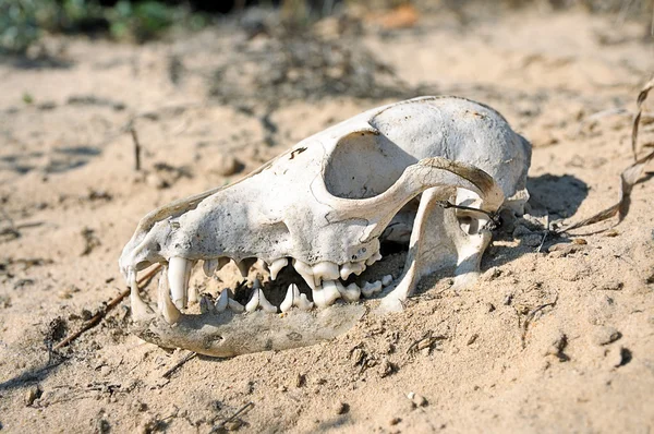 stock image The skull in the desert.