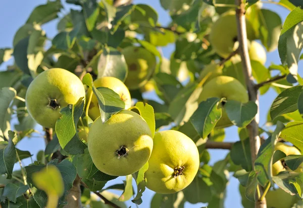 stock image Pear tree