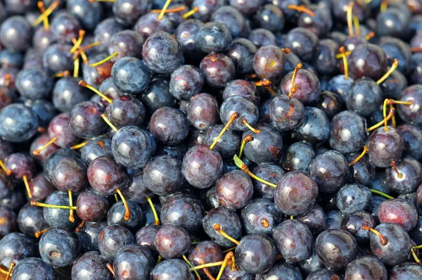Bright prunes. — Stock Photo, Image