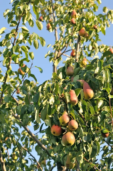 stock image Pear tree.