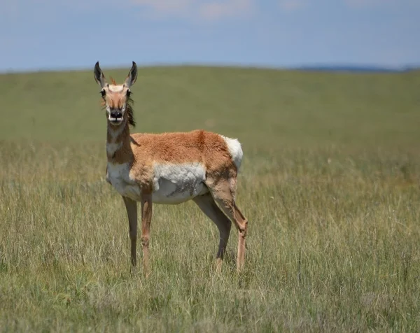 Doe antilope — Stockfoto