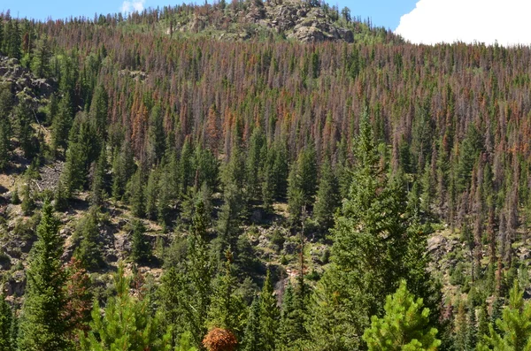Mrtvé stromy na kopci — Stock fotografie