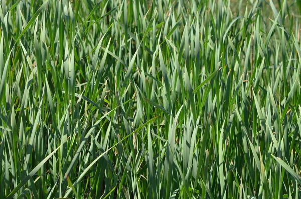 stock image Wall of green