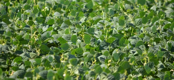 stock image Pinto beans