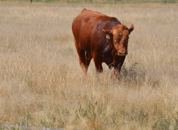 Poll bull — Stock Photo, Image