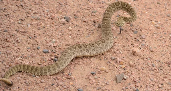 stock image Rattle snake crawling