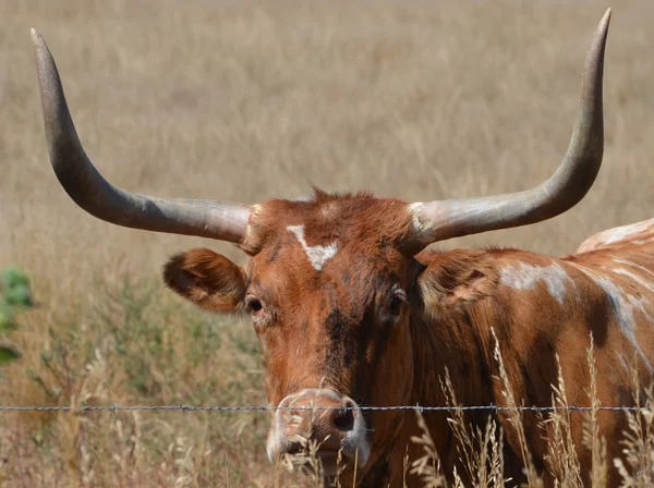 Sana bakarken longhorn — Stok fotoğraf