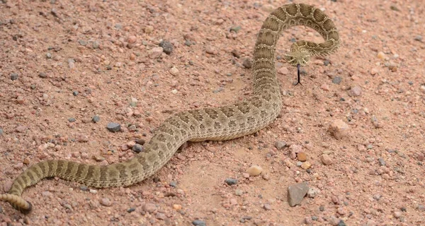 蛇ガラガラのクロール ロイヤリティフリーのストック写真