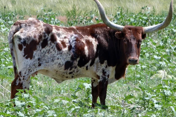 Longhorn cow Royalty Free Stock Photos