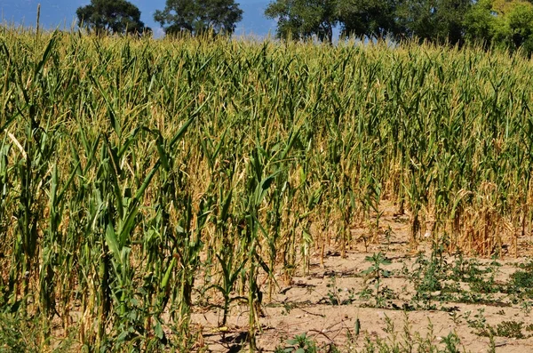 Corn field once — Stock Photo, Image