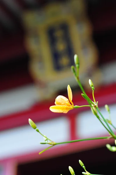 Κίτρινο λουλούδι μπροστά από το κινεζικό ναό — Φωτογραφία Αρχείου