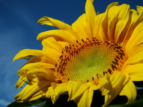 Schöne Sonnenblume mit blauem Himmel Stockfoto